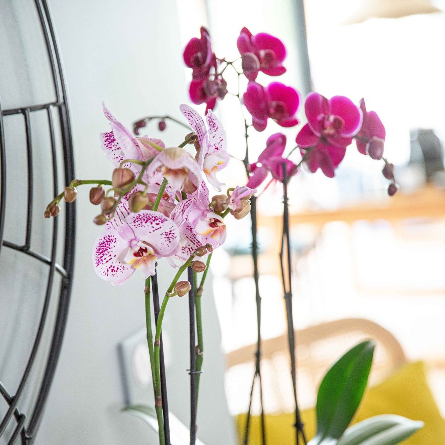 Plantes d'intérieur Orchidées