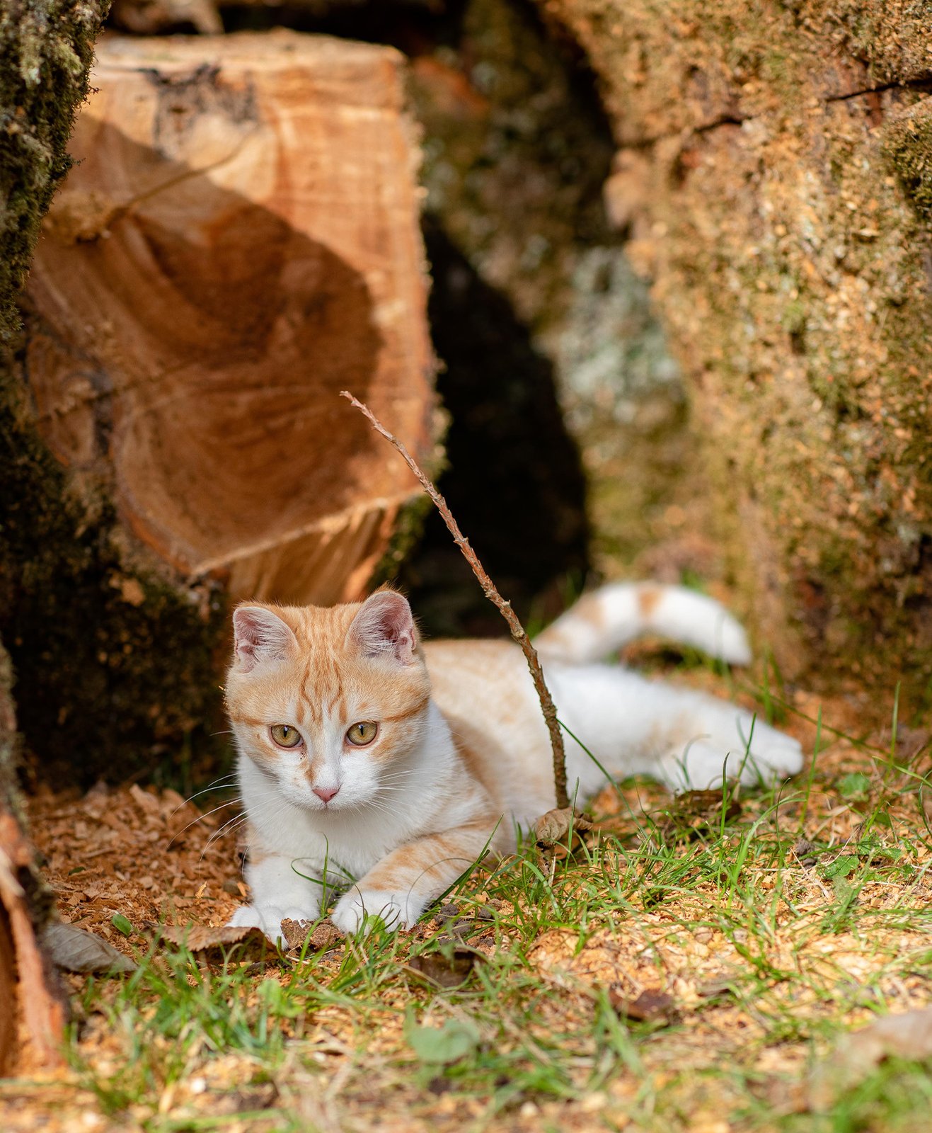 Zoom sur un chat allongé devant un tas de bois