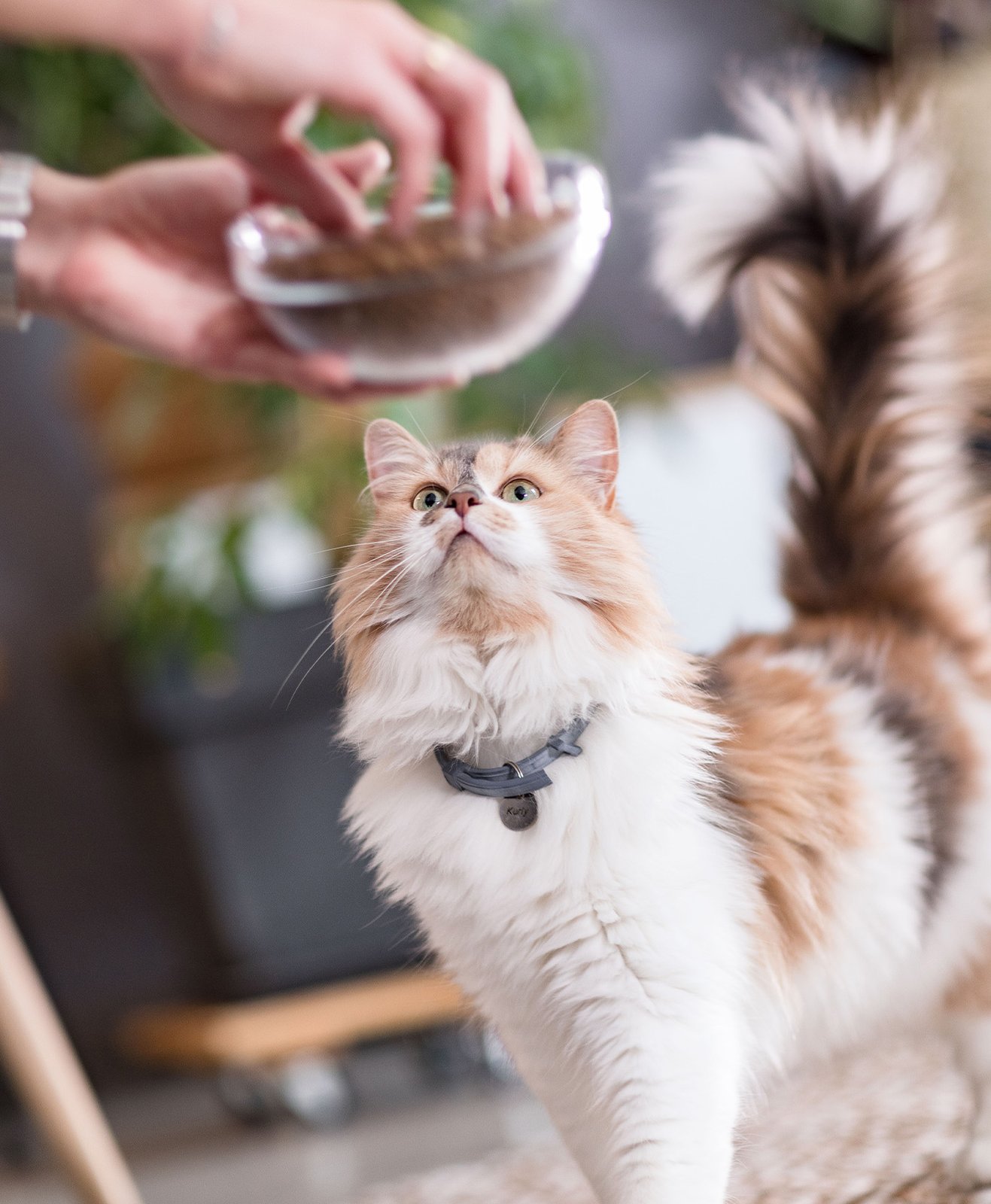 Un chat qui regarde un bol de croquettes