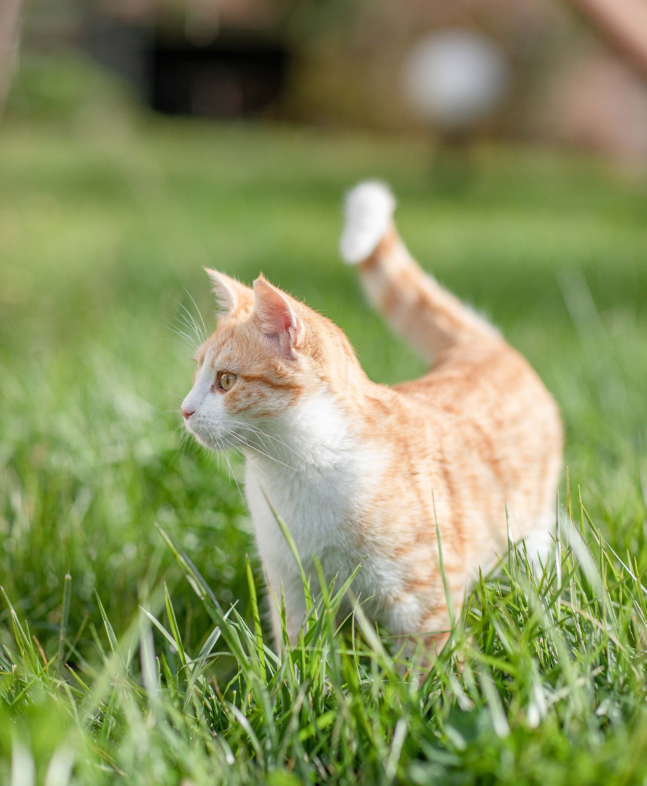 Un chat debout dans de l'herbe