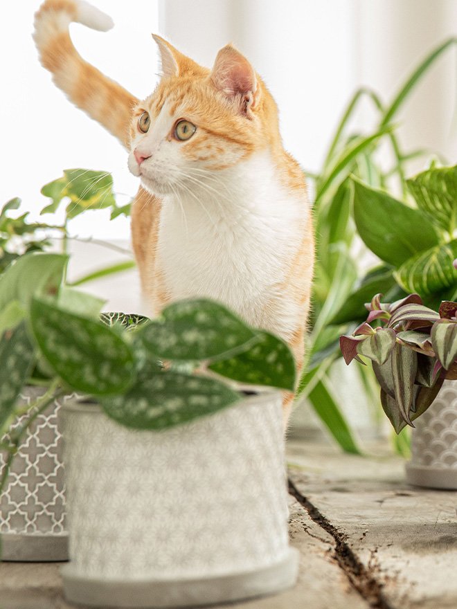Un chat avec des plantes vertes autour de lui