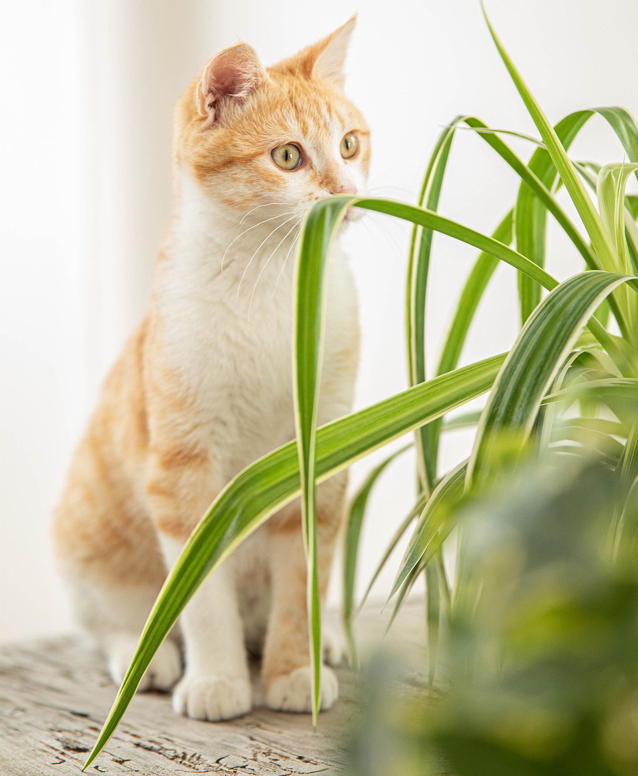 Un chat devant une plante toxique pour sa santé
