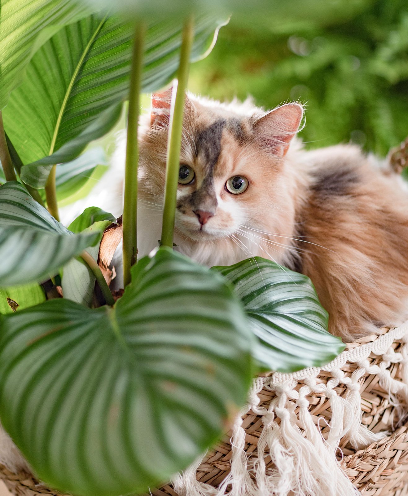 Un chat dans une panière devant un calathea