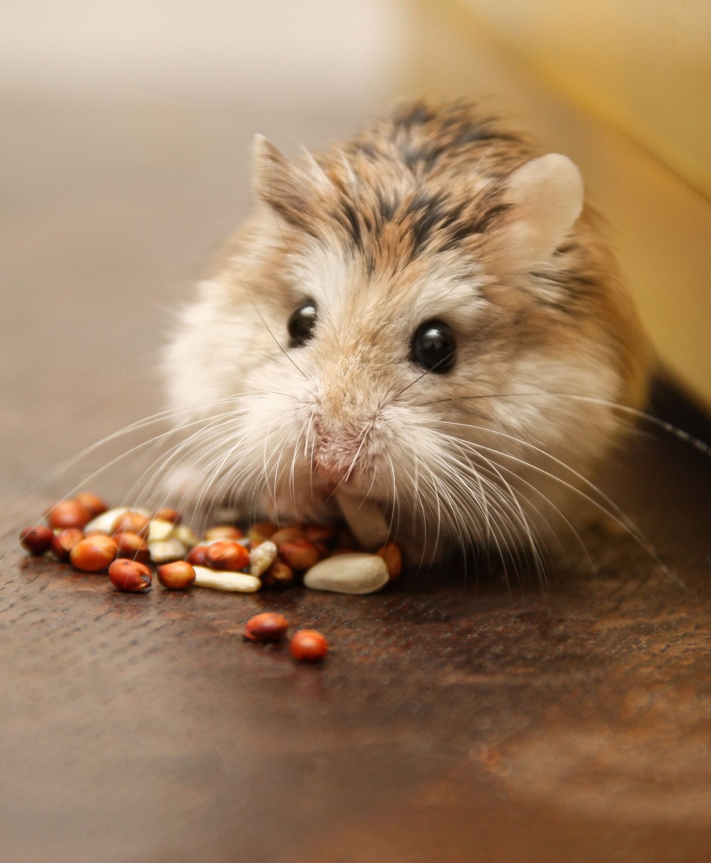 Un hamster qui mange des graines