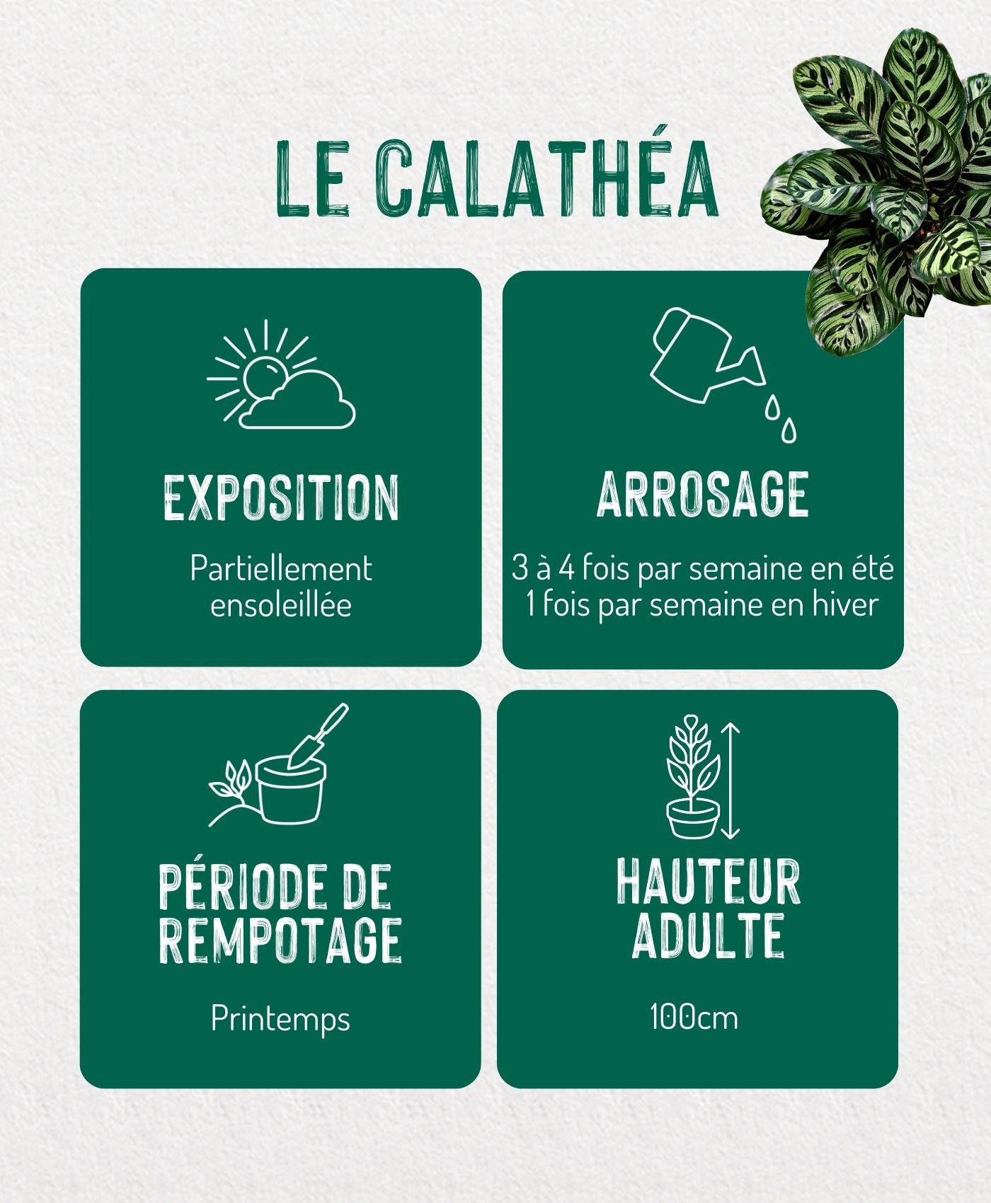 Une infographie sur le calathea