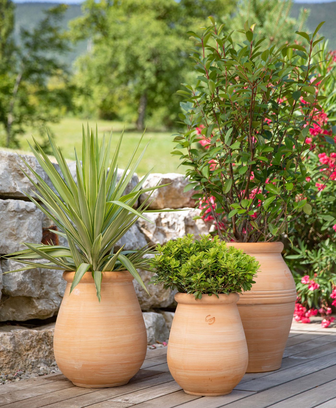 Des plantes vertes et fleuries dans des pots en terre cuite sur une terrasse extérieur