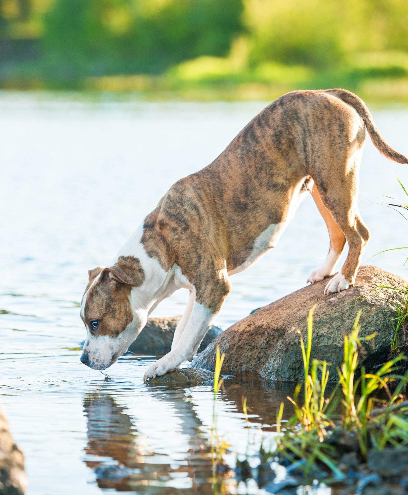 Un chien penché pour boire l'eau du lac