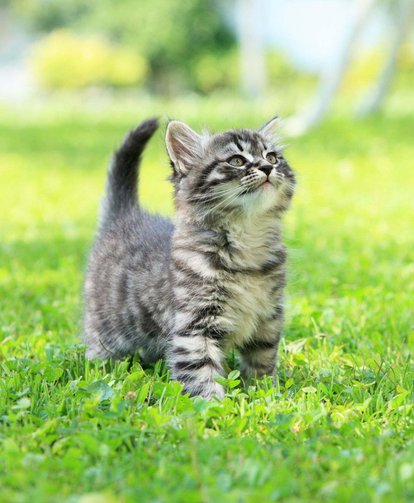 Un chaton se promenant sur de la pelouse
