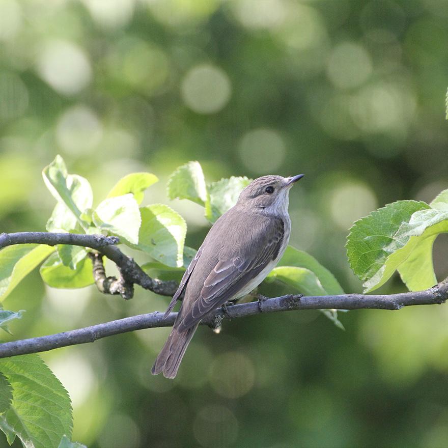 Zoom sur un oiseau du jardin gris
