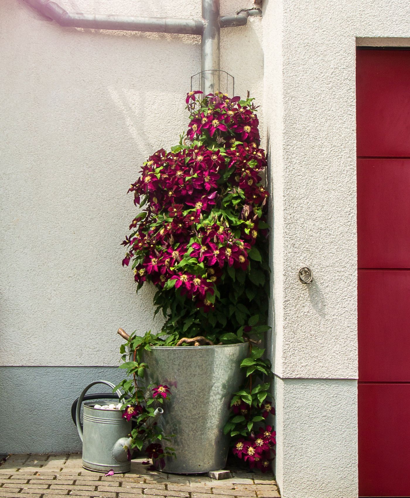 Une clématite rose foncé dans un grand pot en métal avec un arrosoir à côté, collée à une facade