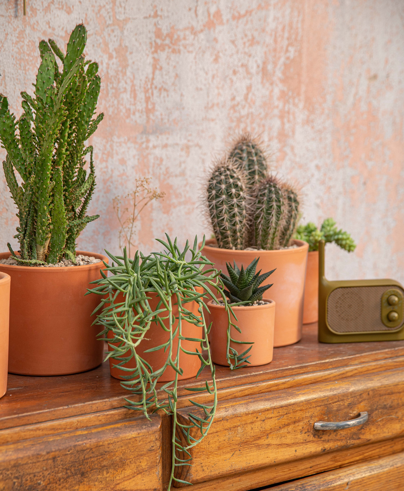 Différentes variétés de cactus et succulentes avec leur pot en terre cuite, posés sur une commande en bois