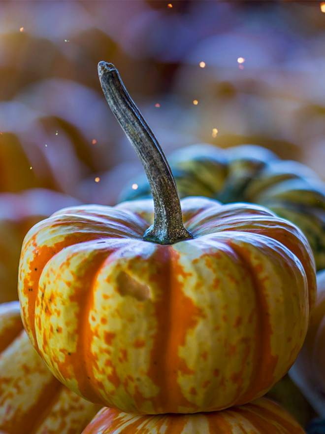 Conseils botanic® Un dîner d'Halloween à la citrouille pour un délicieux repas automnal