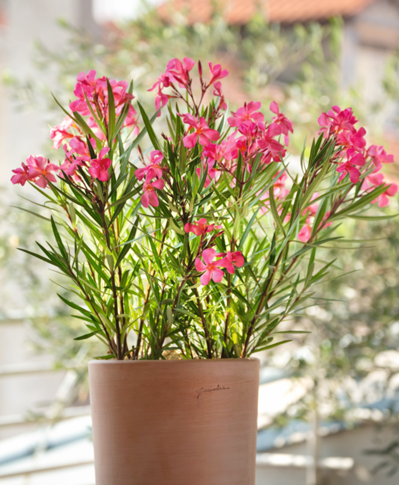 Un pot sur un balcon avec un laurier rose