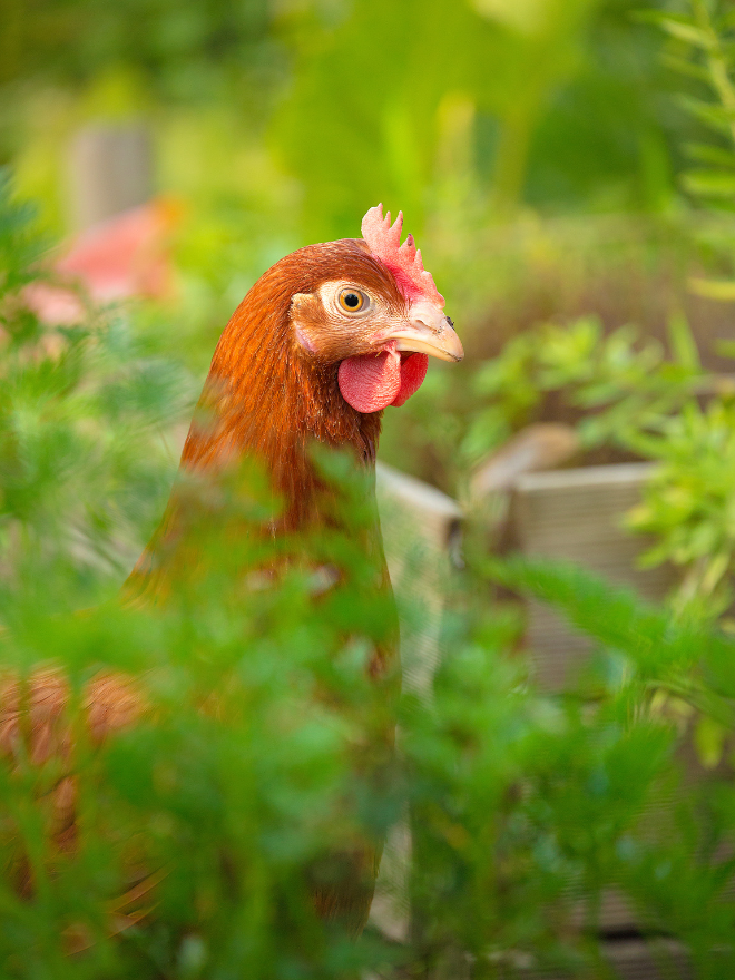 Une poule dans un jardin