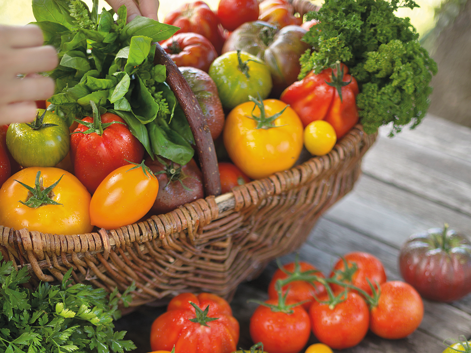 Un panier en osier rempli d'une récolte de tomates de variétés anciennes