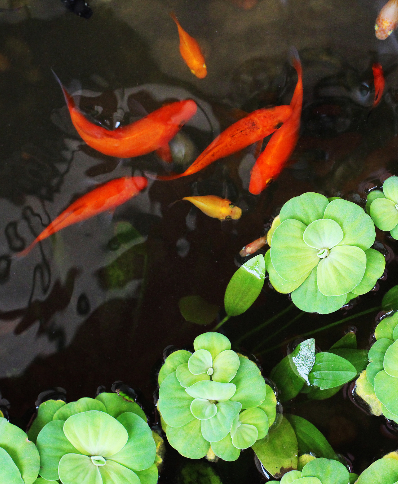 Des poissons, carassins rouges dans un bassin