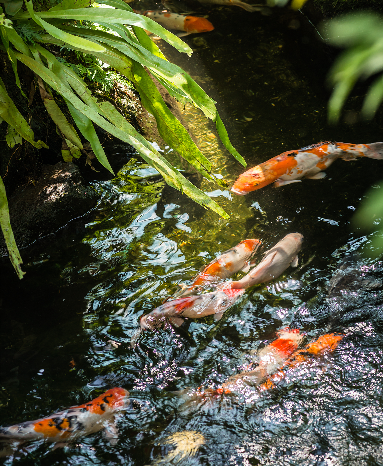 Un bassin aquatique remplie de carpes koi
