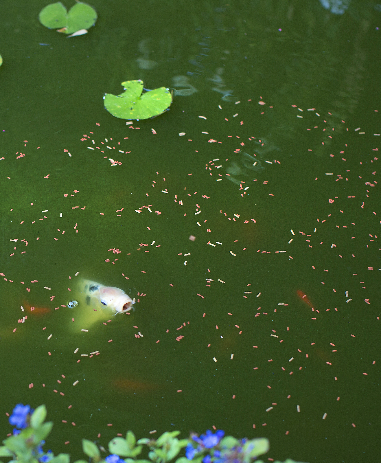 Un poisson de bassin aquatique mange des granulés