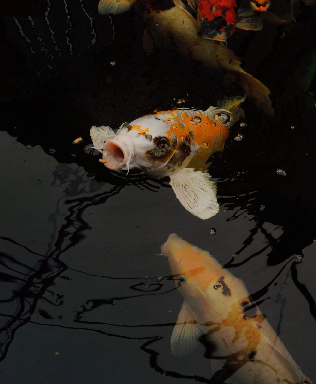 Une carpe koi se nourrit de granulés dans un bassin