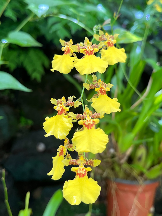 Conseils botanic® Comment cultiver l'orchidée oncidium