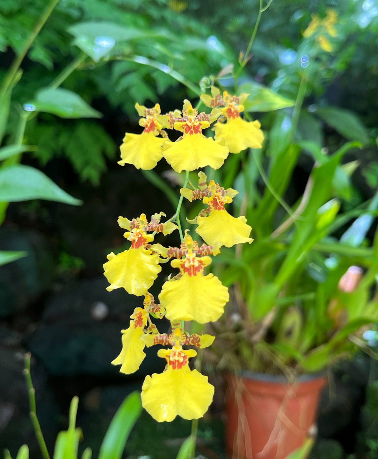 Une orchidée abeille oncidium jaune en pot