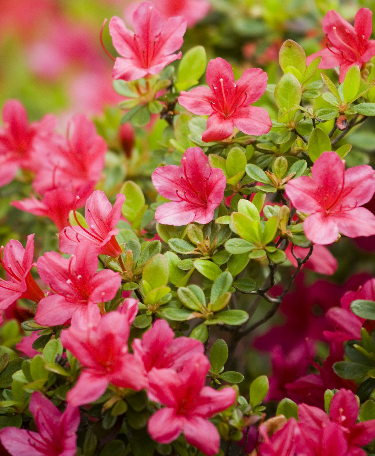 Un azalée à fleurs roses d'extérieur