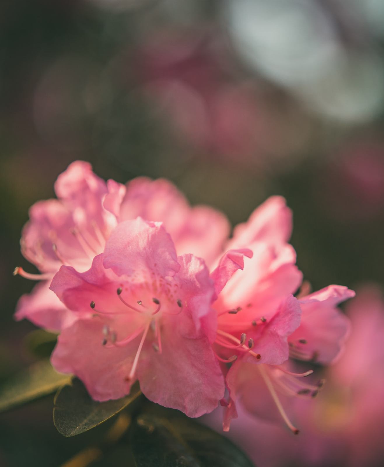 Zoom sur une fleur de rhododendron