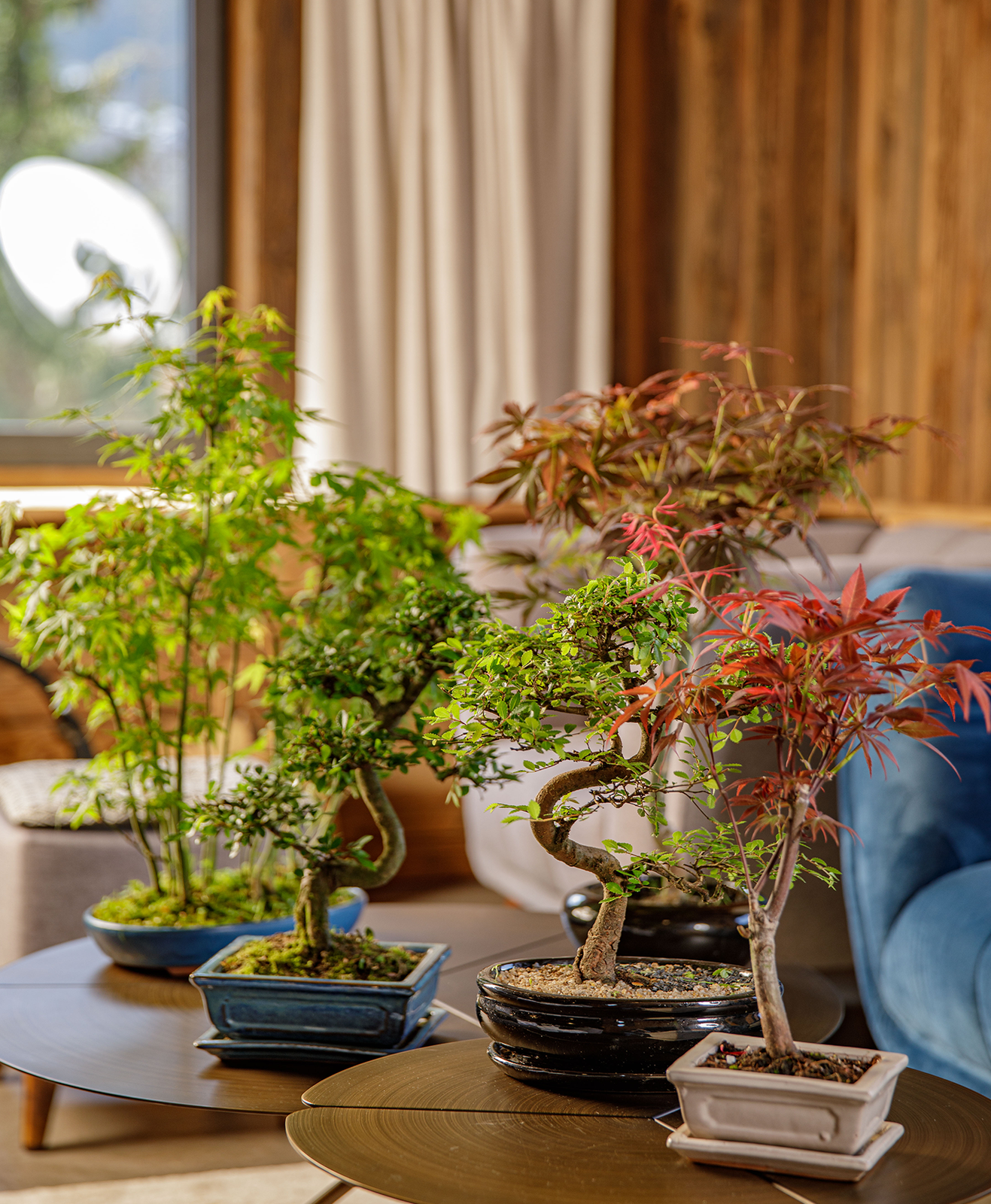 Différentes variétés de bonsaï dans un salon
