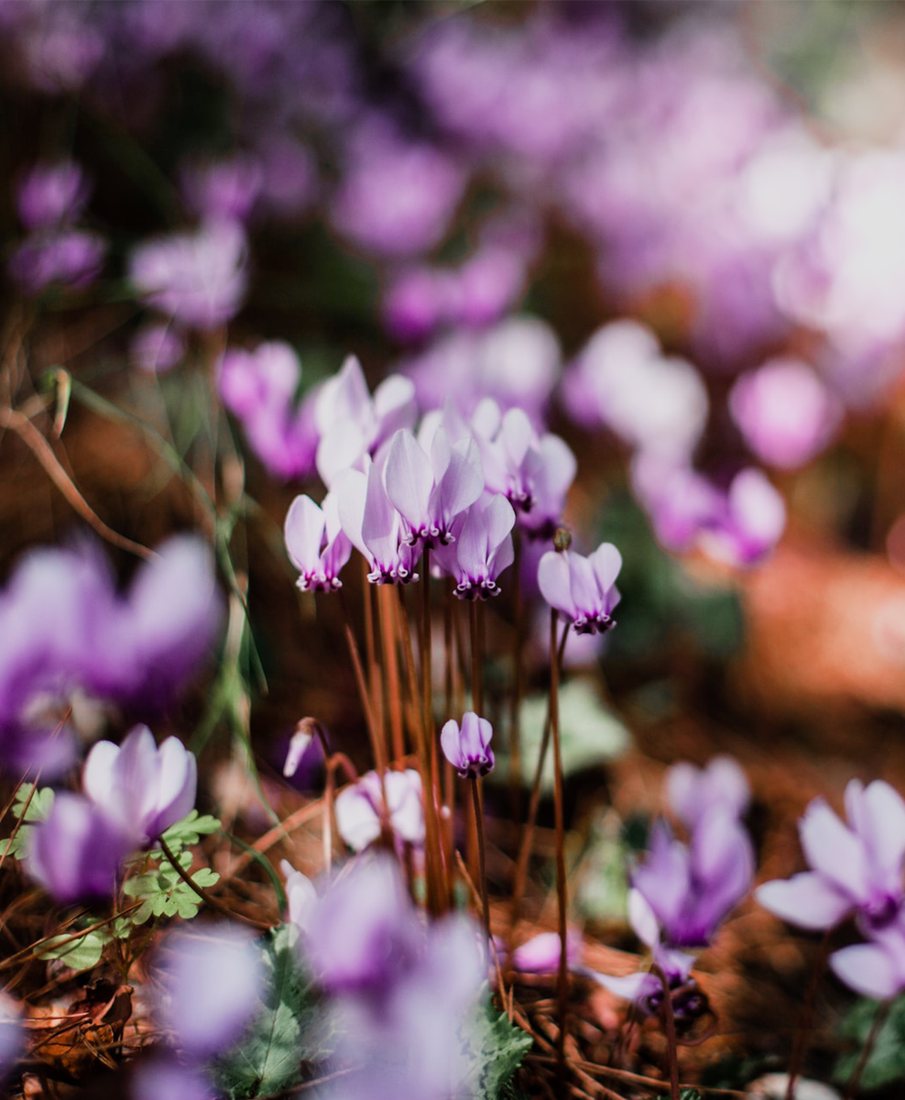 Des cyclamens violets en pleine terre