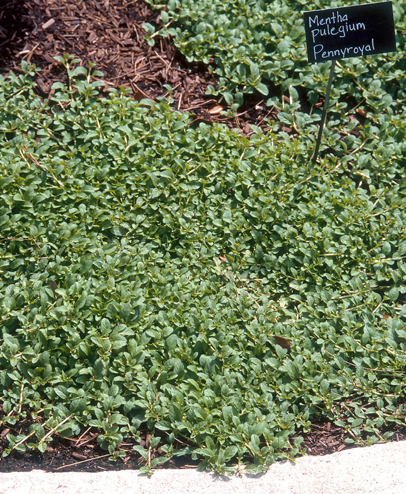 Mentha pulegium ou menthe pouliot dans un jardin