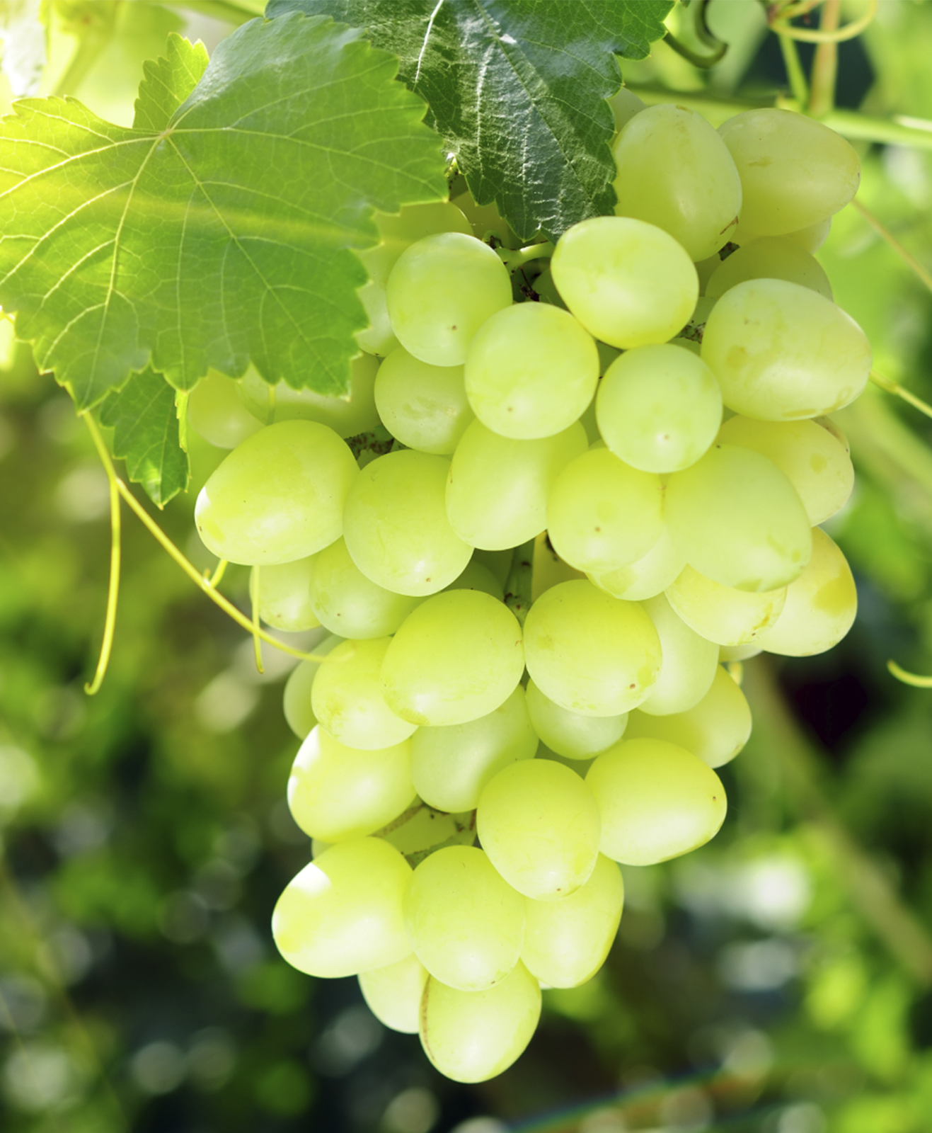 Zoom sur une grappe de raisin blanc dans un vignoble