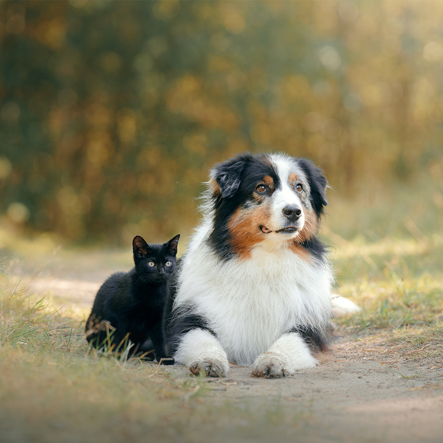 Conseil botanic® Occuper son chien/chat en mon absence