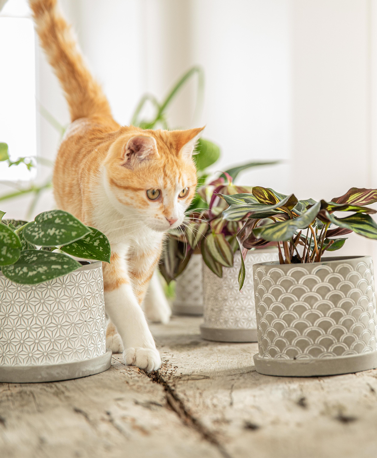 Un chat se promène sur un meuble en bois entouré de plantes vertes en pot