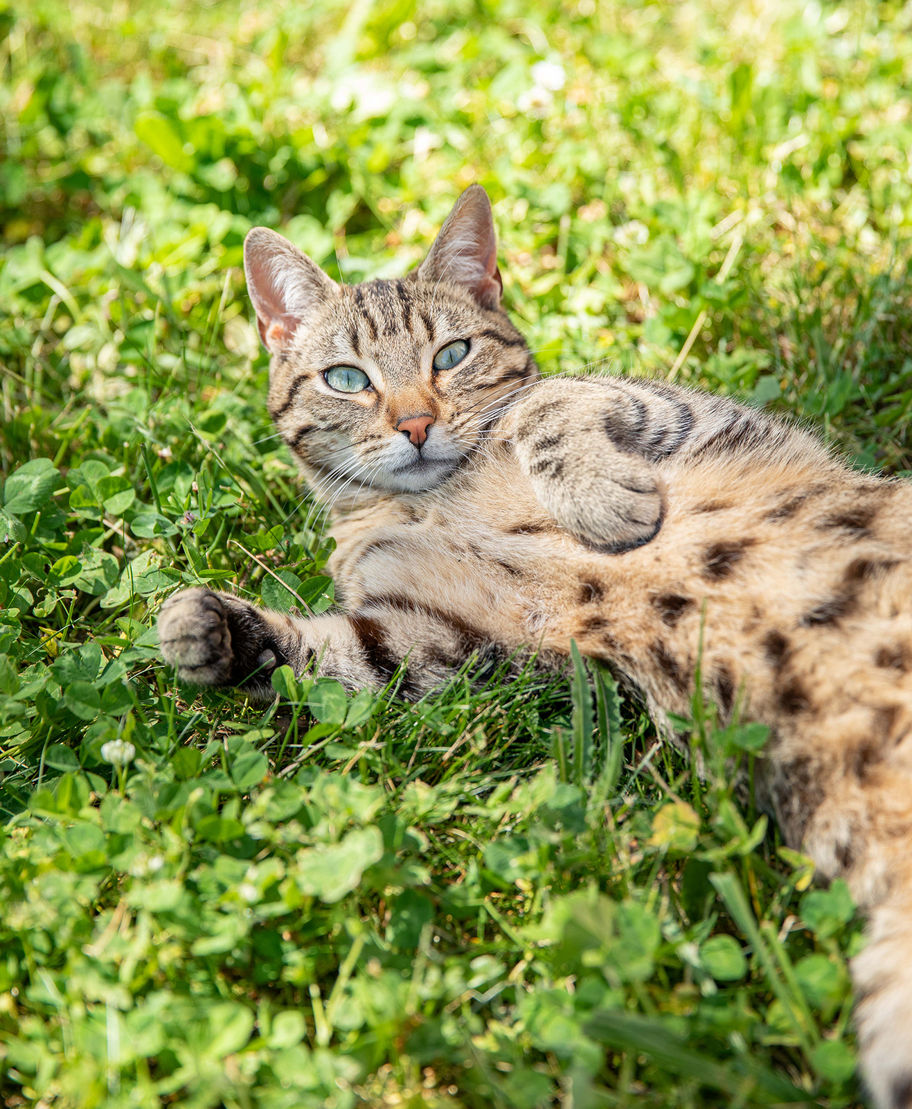 Un chat tigré se prélasse dans un jardin