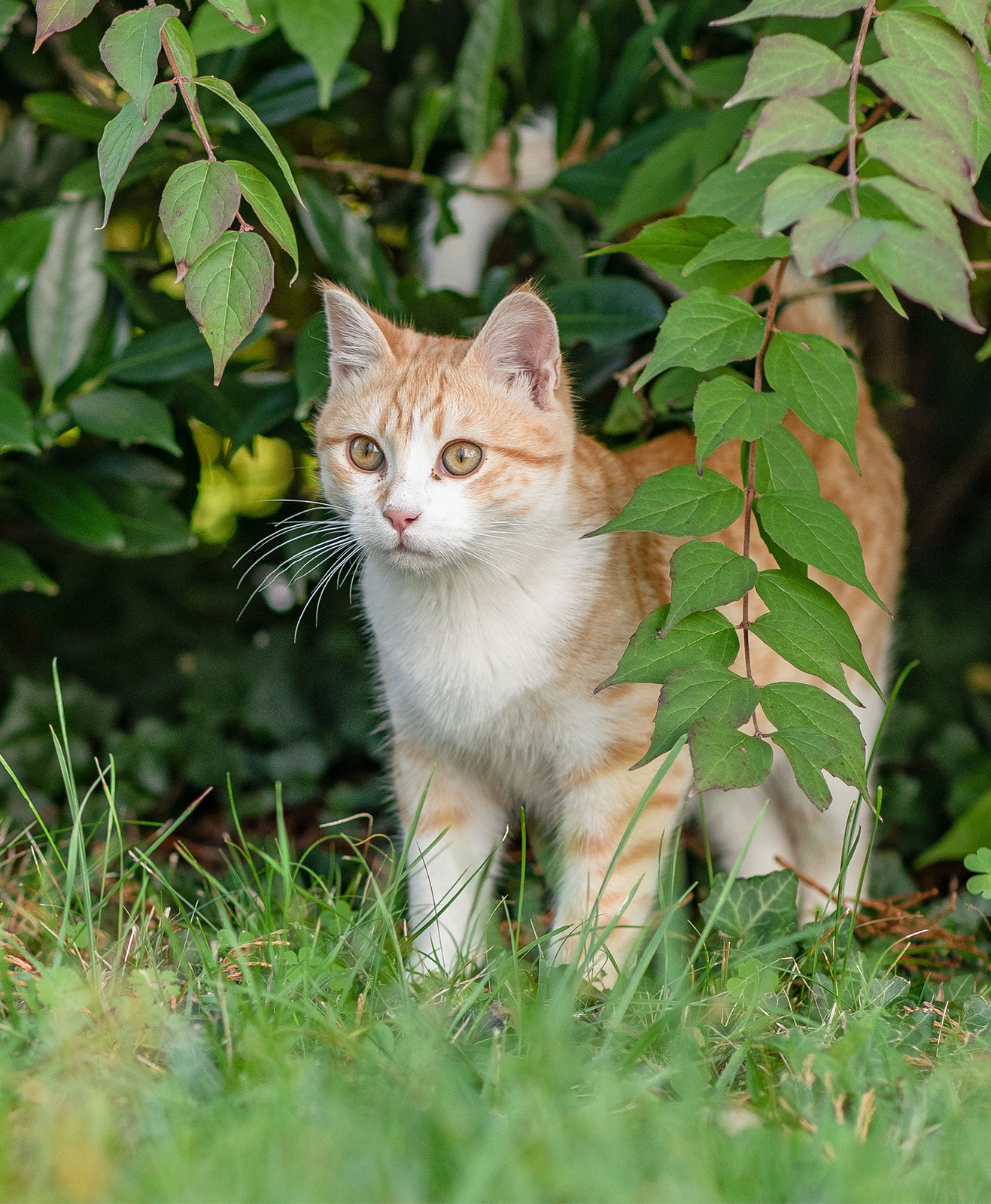 Un chat roux aux yeux verts explore le jardin