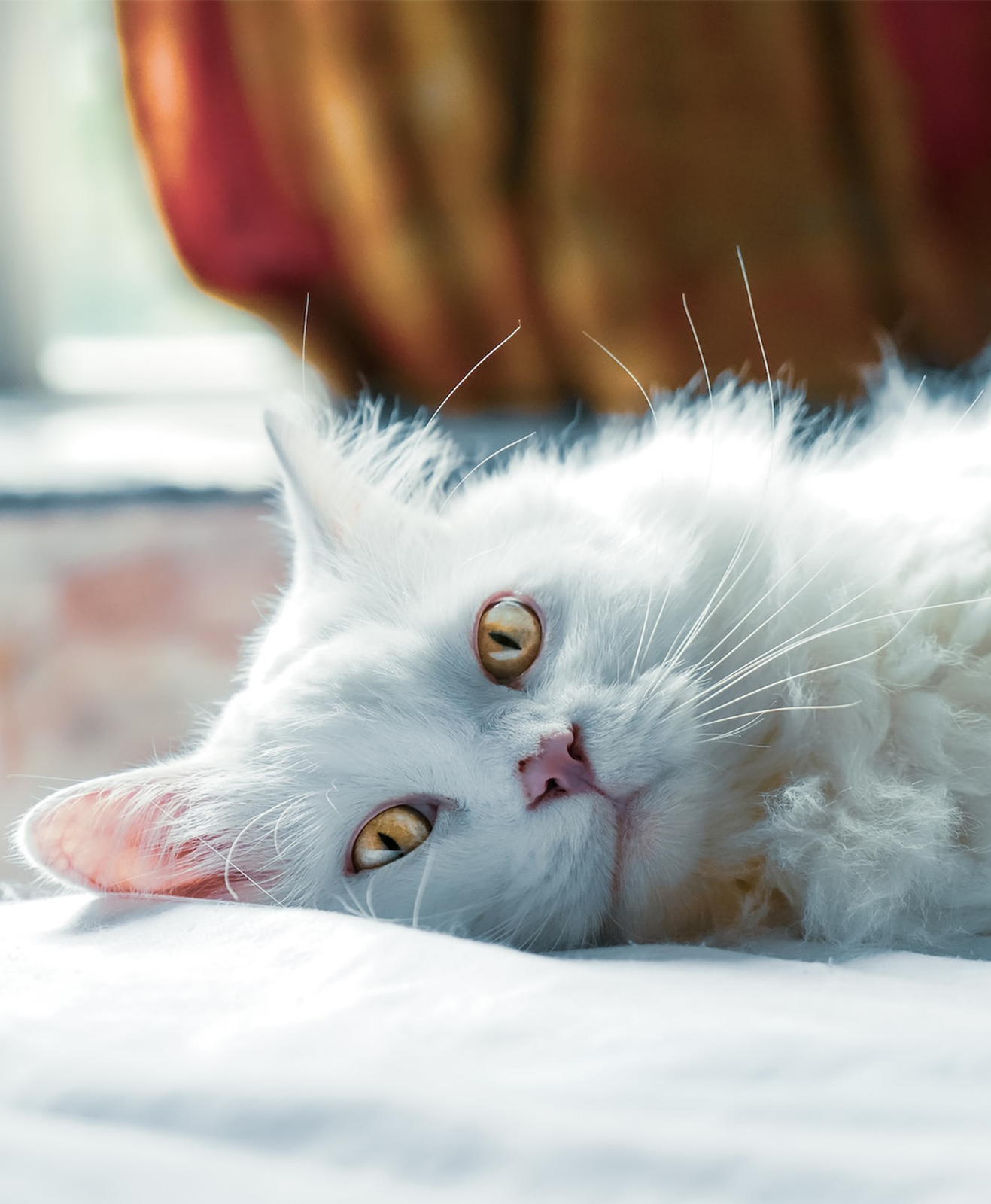 Un chat blanc aux yeux jaunes sur un lit
