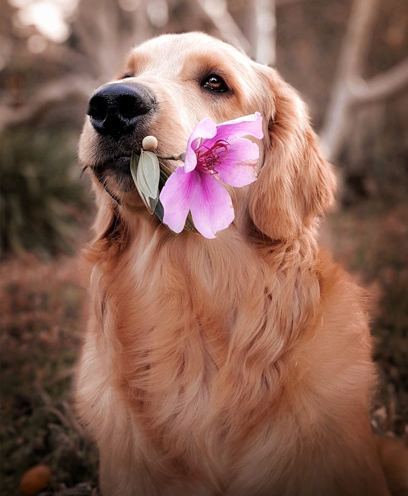 Un chien porte une fleur dans sa gueule