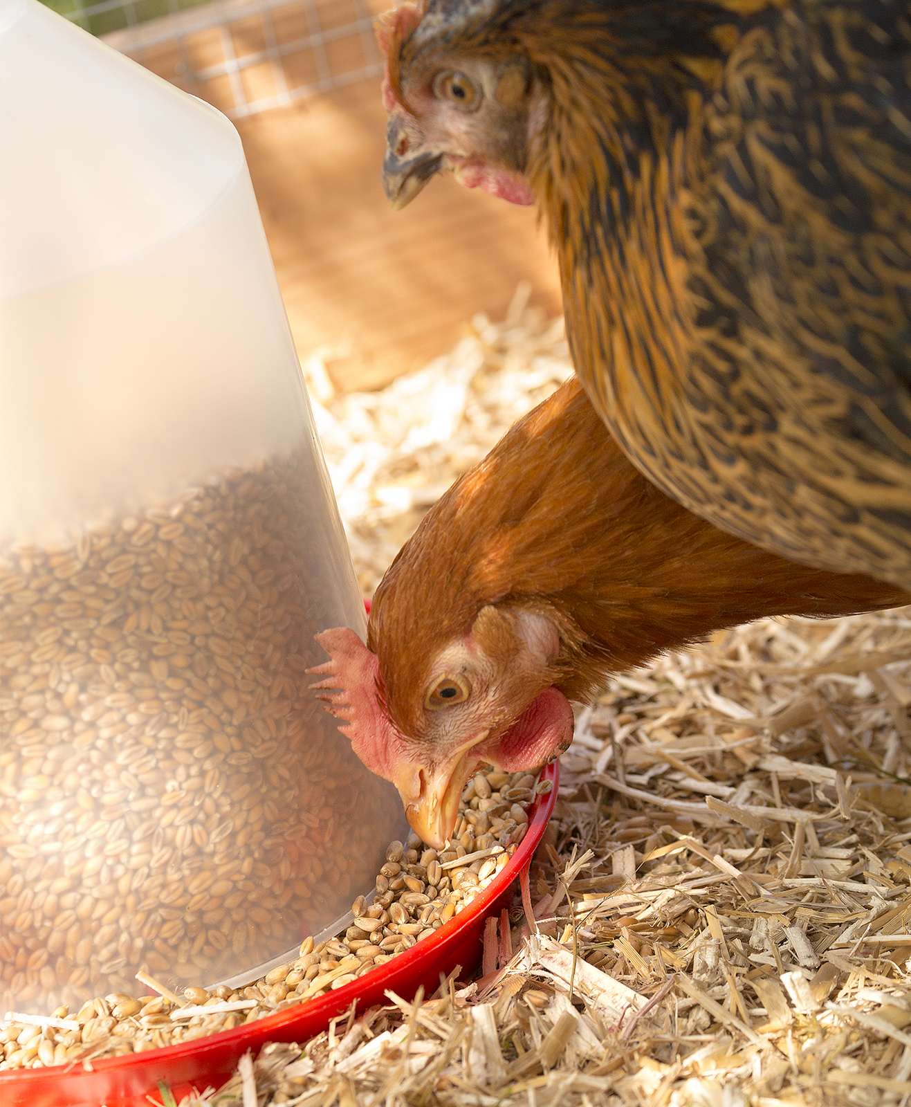 Des poules picorent des graines depuis un distributeur de nourriture