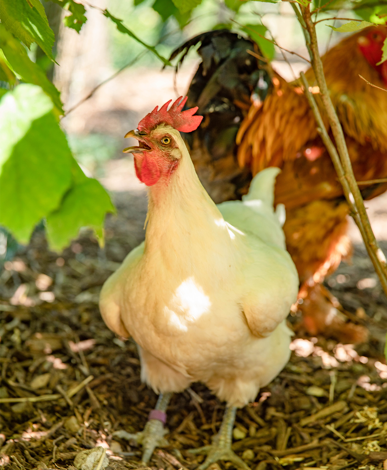 Une poule et un coq dans un jardin