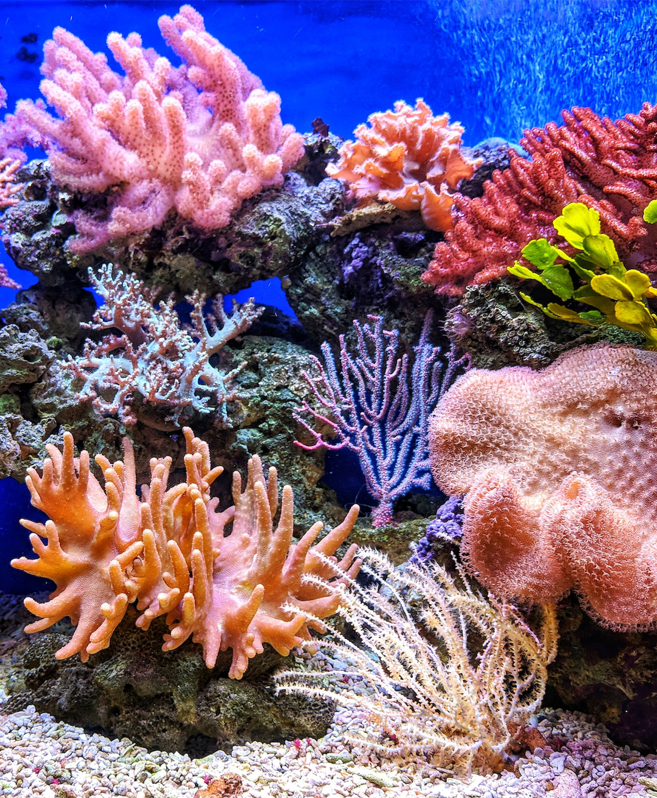 Des coraux de différentes espèces en culture