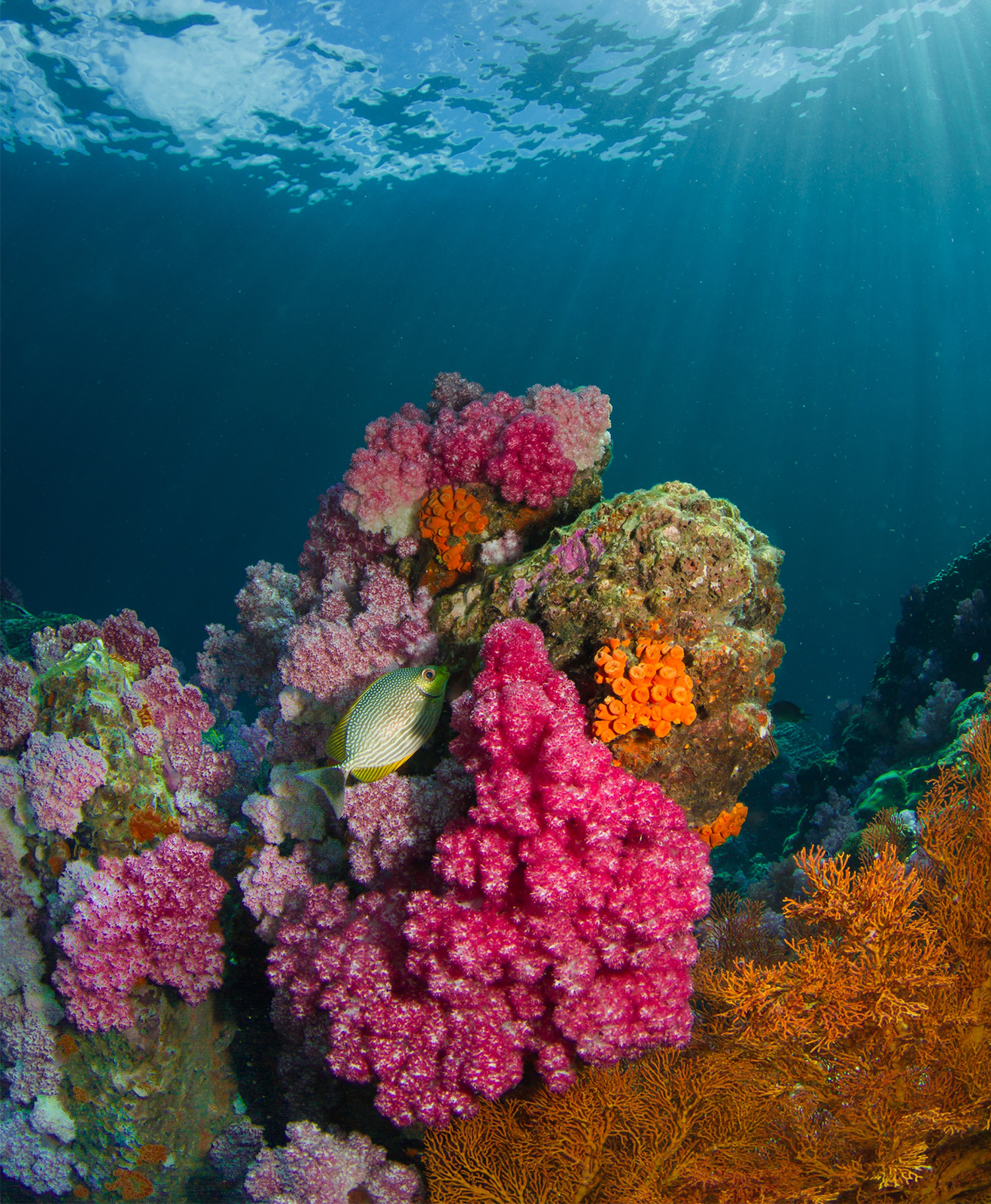 Des coraux et des poissons dans les fonds marins