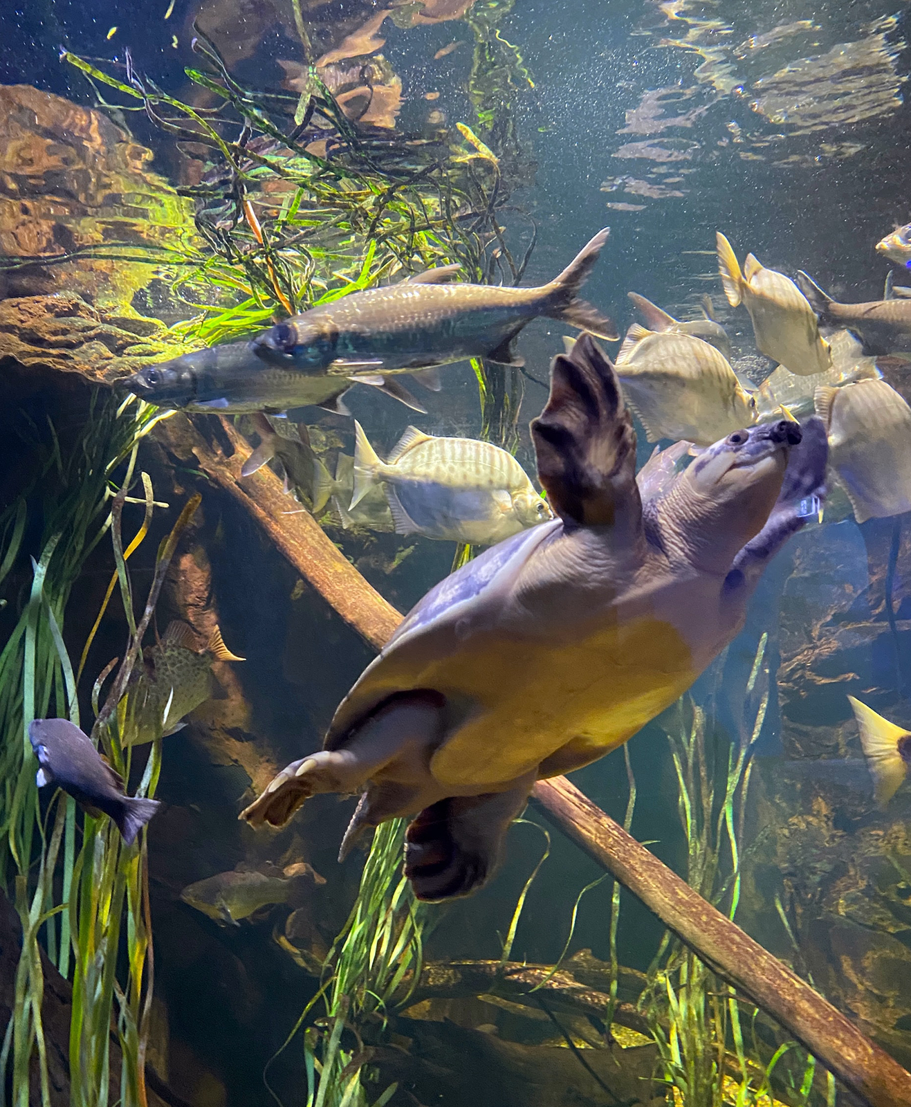 Une tortue aquatique dans un aquarium