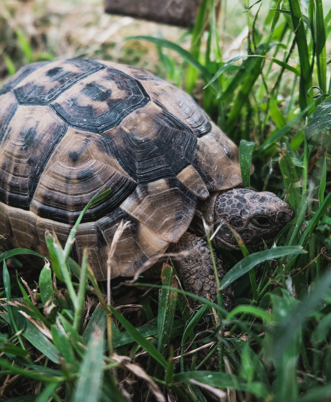 Une tortue terrestre se promène dans l'herbe