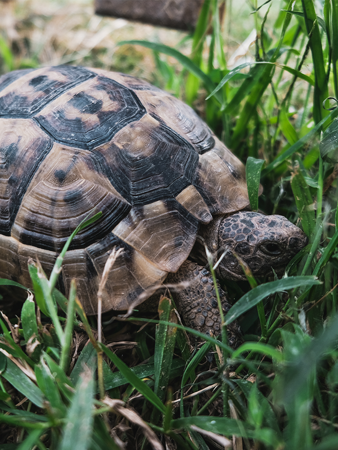 Conseils botanic® Bien accueillir une tortue chez soi