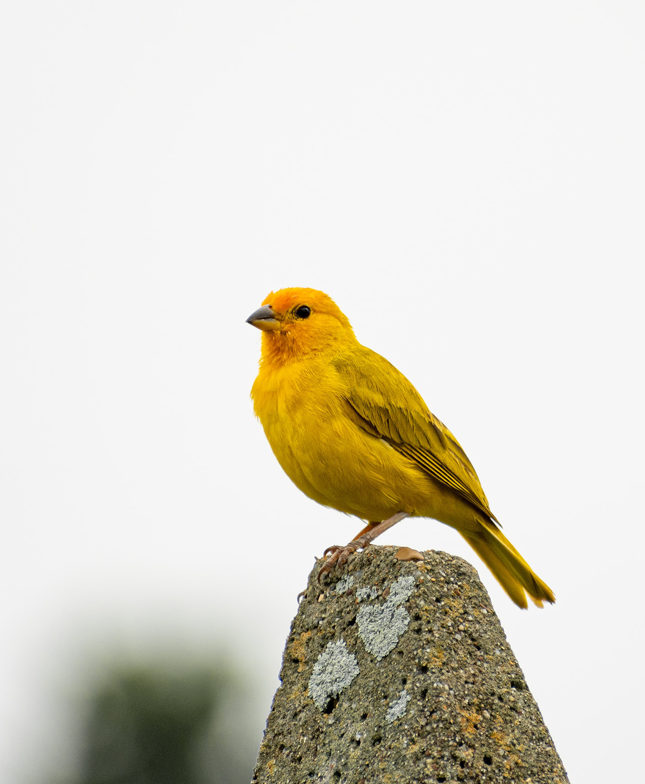 Un canari jaune adulte sur un rocher en pleine nature