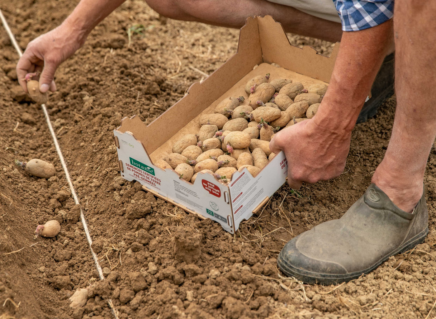 MDD botanic les pommes de terre bio