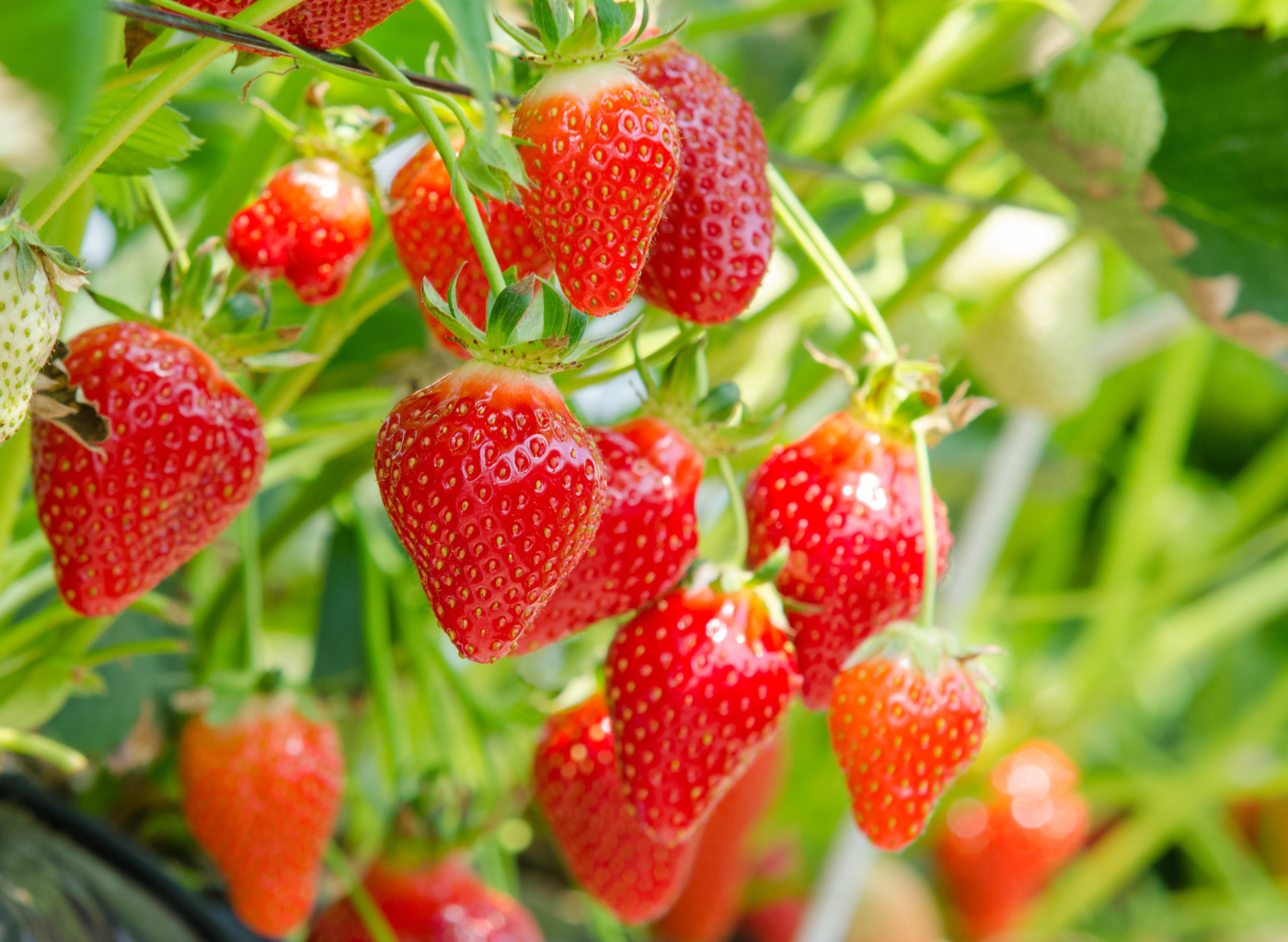 MDD botanic les fraisiers bio