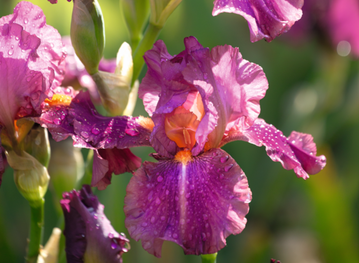 MDD botanic les iris en pot