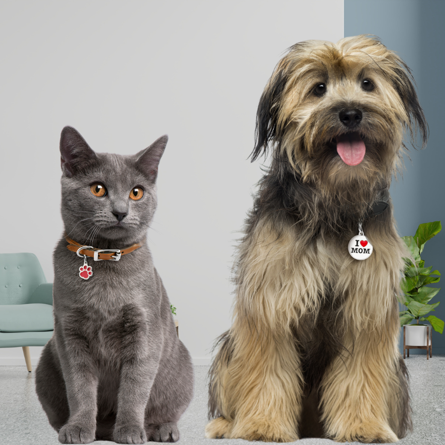 Visuel médailles pour chien et chat