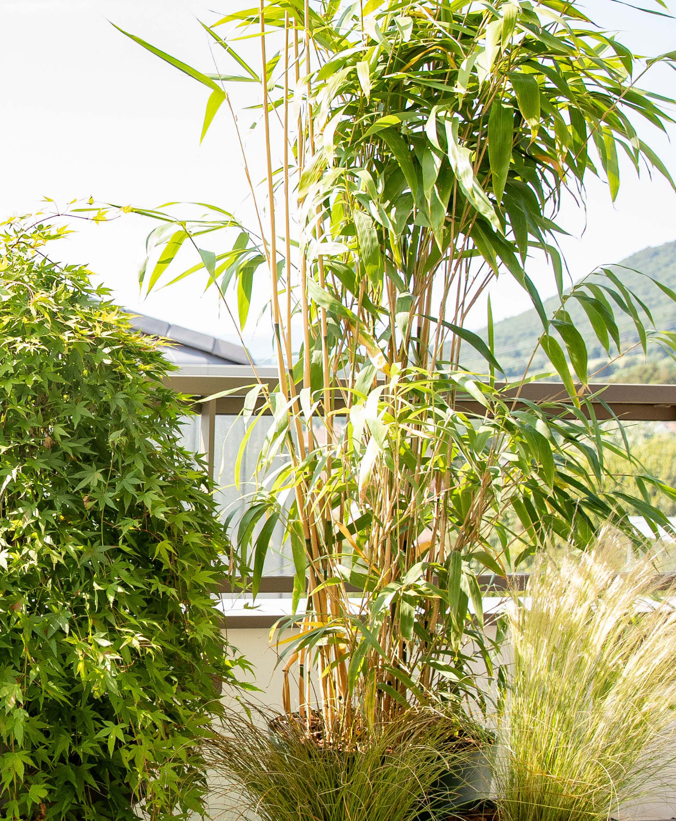 Un bambou dans son pot sur un balcon